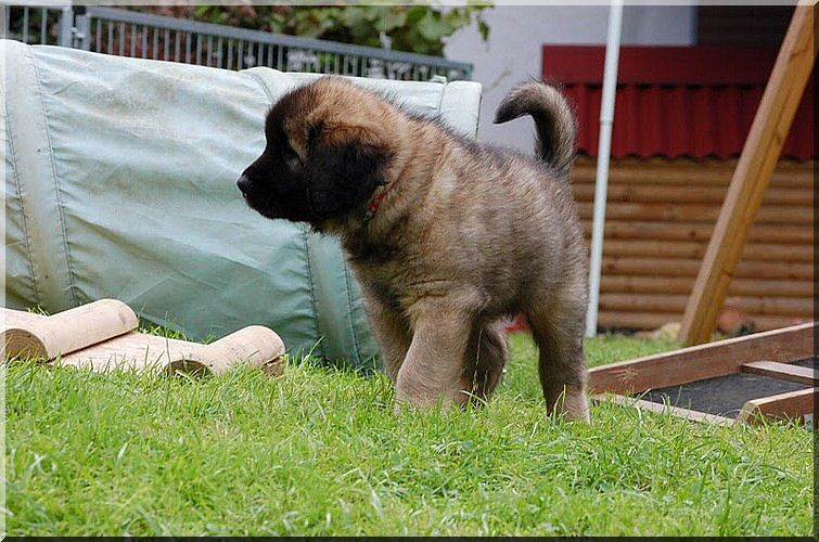 leonberger 061.jpg
